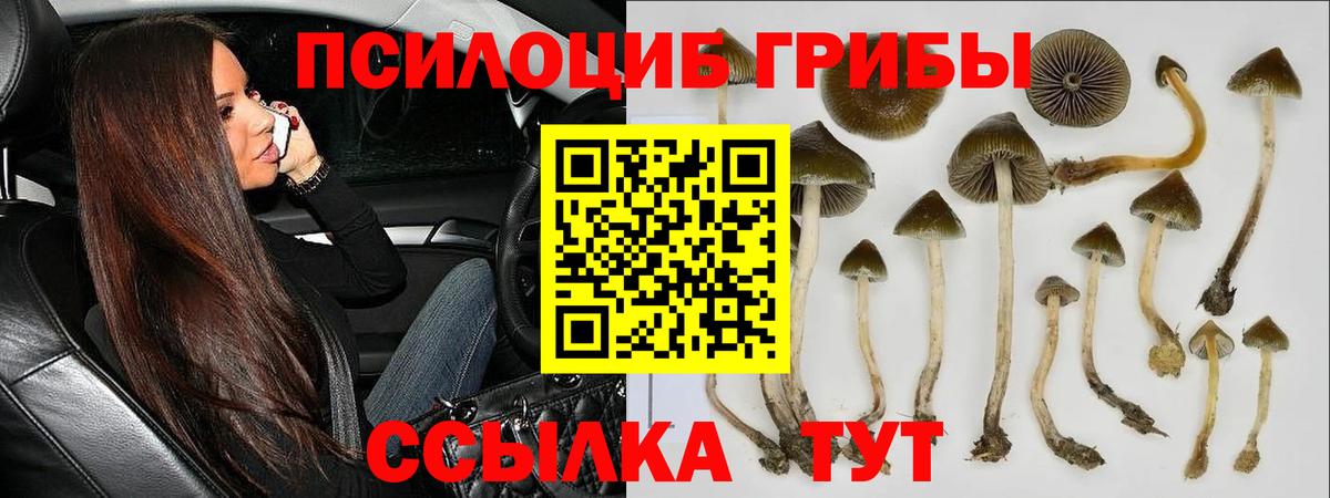 Галлюциногенные грибы Psilocybe Красноармейск
